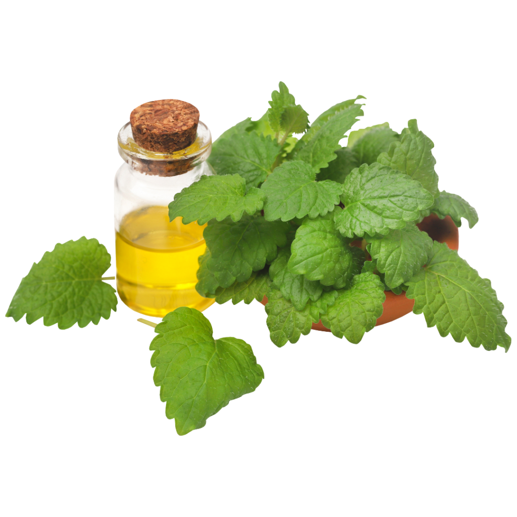 Essential Oils for Meditation - Peppermint