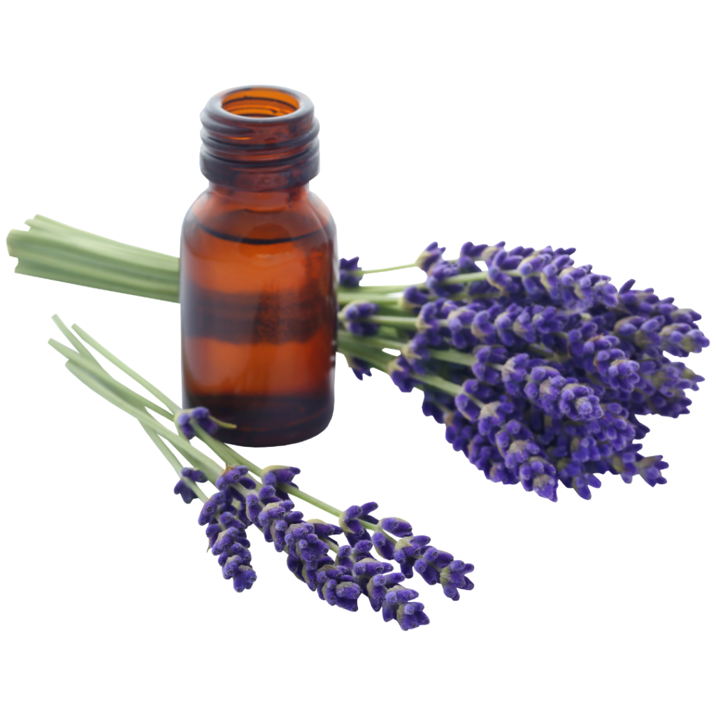 Essential Oils for Meditation - Lavender