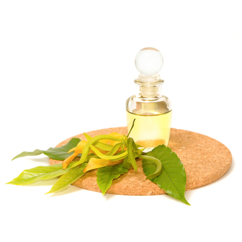 Essential Oils for Meditation - Ylang-Ylang