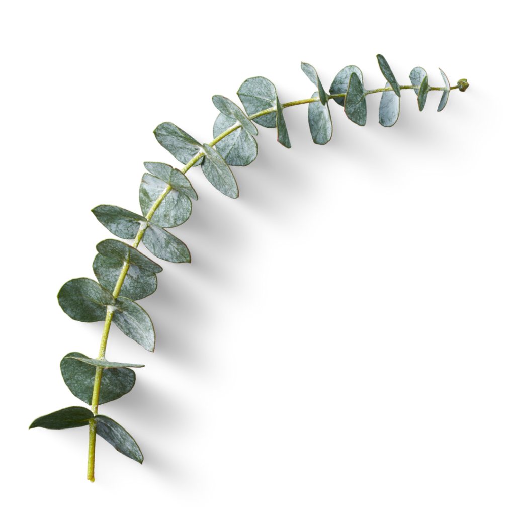 Eucalyptus Leaves