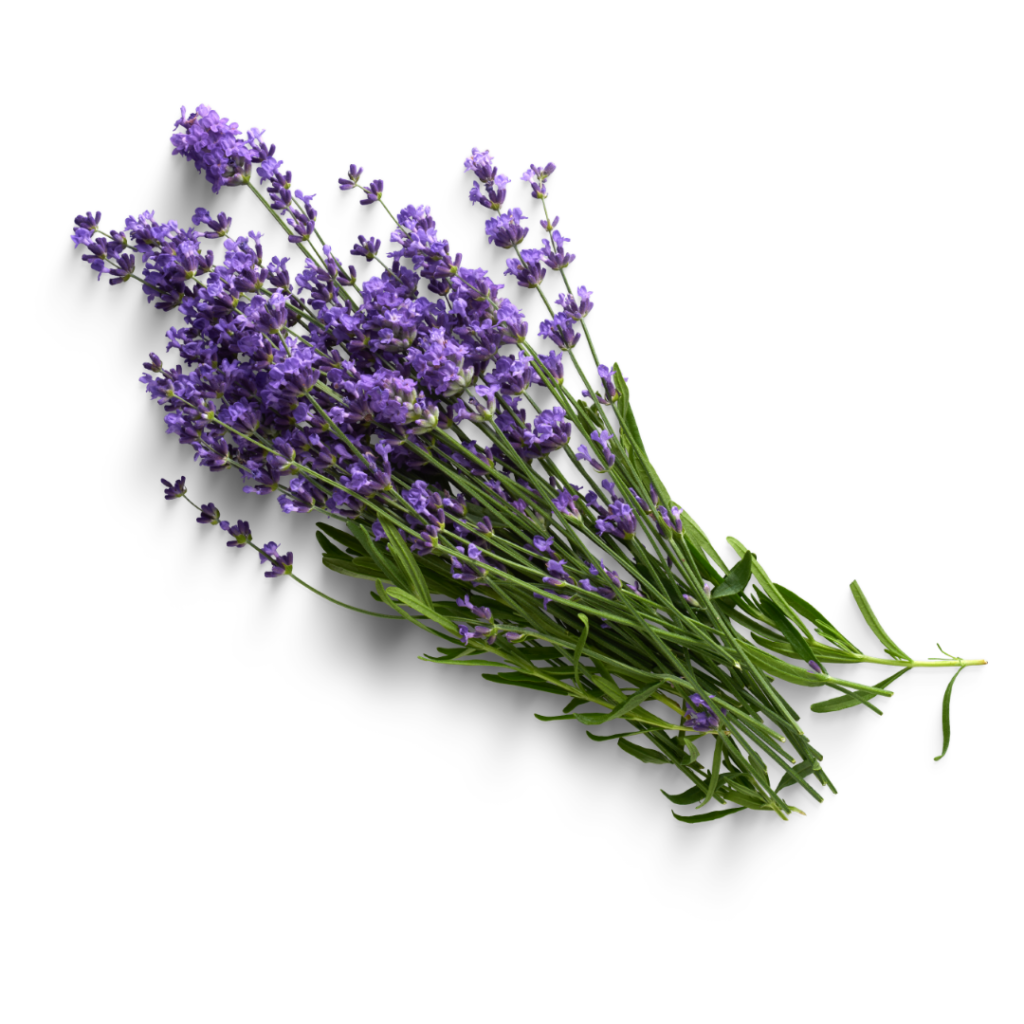 lavender flower